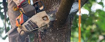 Best Tree Cabling and Bracing  in Peachtree Corners, GA