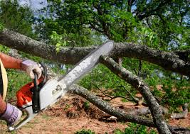 How Our Tree Care Process Works  in  Peachtree Corners, GA