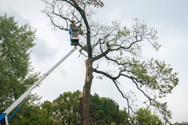 Best Hedge Trimming  in Peachtree Corners, GA